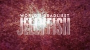 Самые опасные медузы / World's Deadliest Jellyfish (2020)