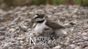 Ясли природы / Nature's Nurseries / Wilde Tierkinder (2020)
