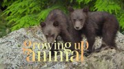 Взрослеющее животное 1 сезон (все серии) / Growing Up Animal (2021)