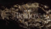 Животные-строители / Animal builders (2019)