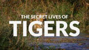 Тайная жизнь больших кошек 1 серия. Тигры / The Secret Lives Of Big Cats (2019)