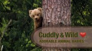 Милые и неугомонные. Очаровательные малыши / Cuddly and Wild – Adorable Animal Babies (2018)