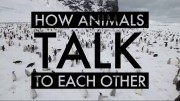 Как общаются животные / How Animals Talk to Each Other (2020)