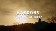 Бабуины, правила стаи / Baboons: Rules of the Troop (2020)