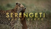 Быстроногая королева Серенгети / Serengeti Speed Queen (2020)