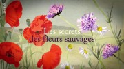 Тайны полевых цветов (6 серий из 6) / Les secrets des fleurs sauvages (2018)