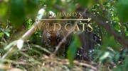 Дикие кошки Таиланда / Thailand's Wild Cats (2021)