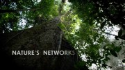 Живой мир. Величайшая социальная сеть / Nature's Networks (2020)