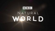 Мир Природы (все серии) / The Natural World (1991-2010)