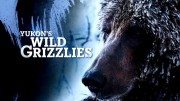 Дикие гризли Юкона / Yukon's Wild Grizzlies (2021)