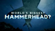 Акула-молот: в поисках рекордсмена / World's Biggest Hammerhead? (2022)