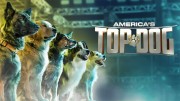 Лучший пёс Америки (все серии) / America's Top Dog (2020)