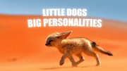 Псовые: маленькие, но сильные духом / Little Dogs: Big Personalities (2021)